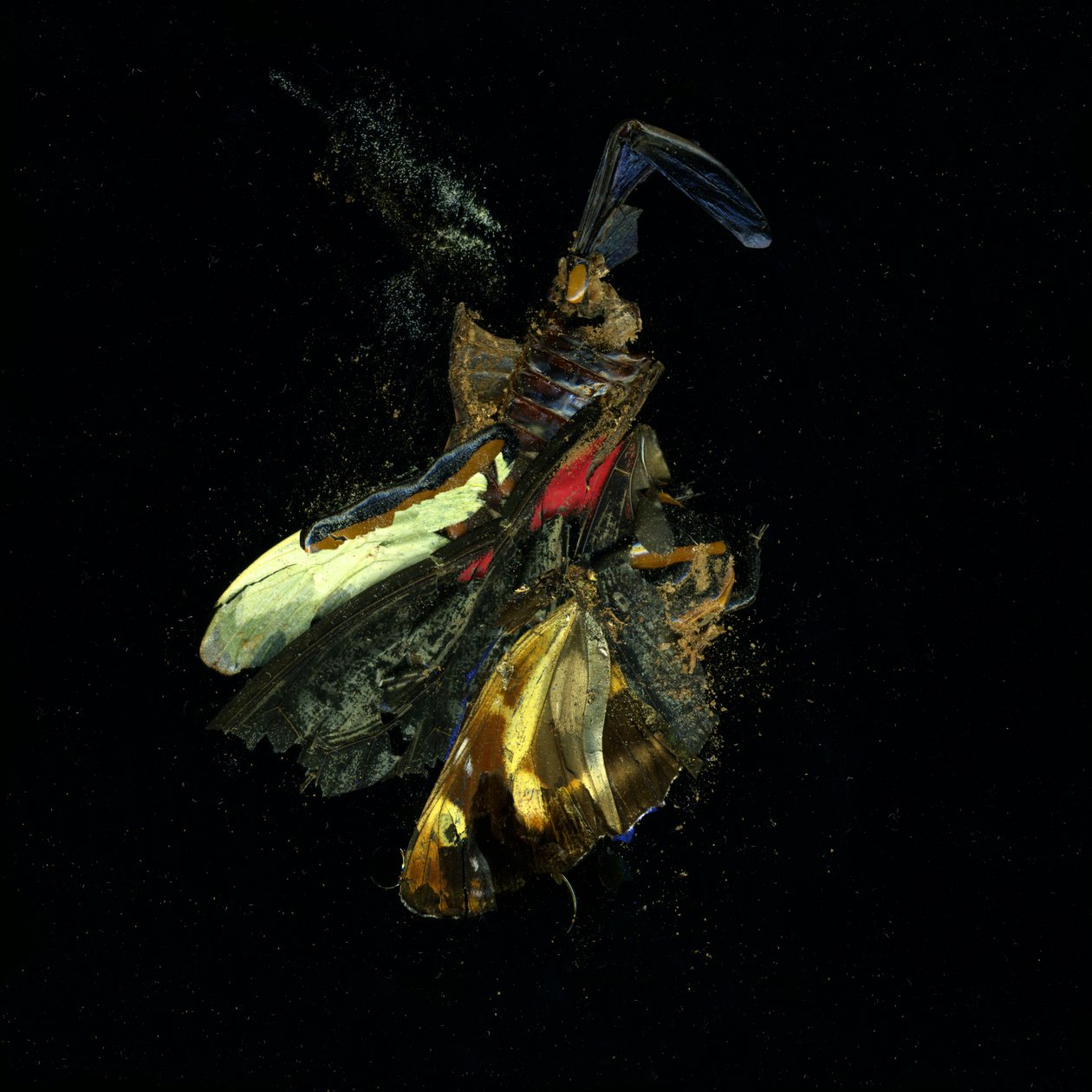 Insecticide 18, 2009 (C-type foto) door Mat Collishaw