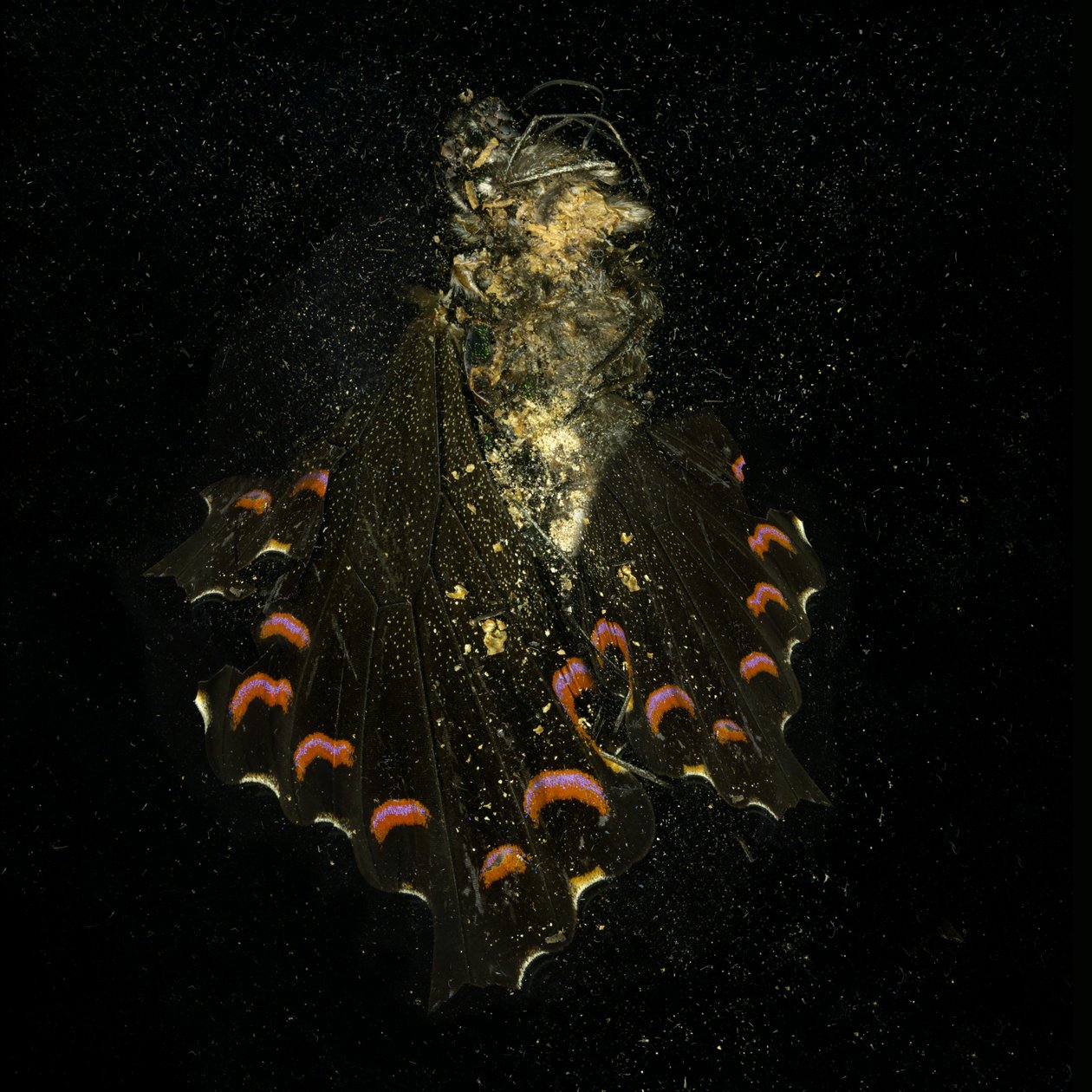 Insecticide 28, 2011 (C-type foto) door Mat Collishaw