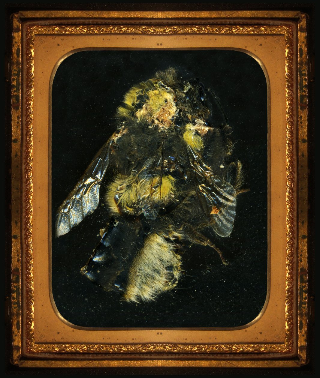 Insecticide 2, 2006 (C-type foto) door Mat Collishaw