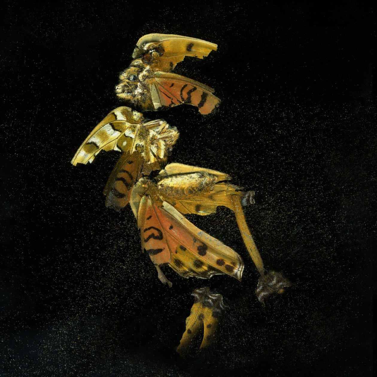 Insecticide 35, 2011 (C-type foto) door Mat Collishaw
