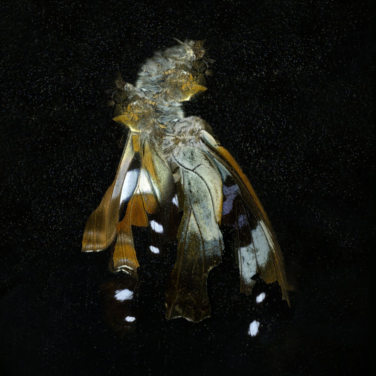 Insecticide 38, 2011 (C-type foto) door Mat Collishaw