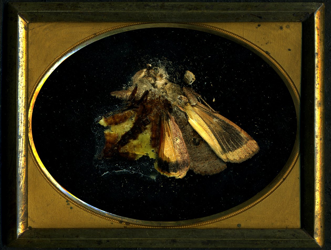 Insecticide 8, 2006 (C-type foto) door Mat Collishaw