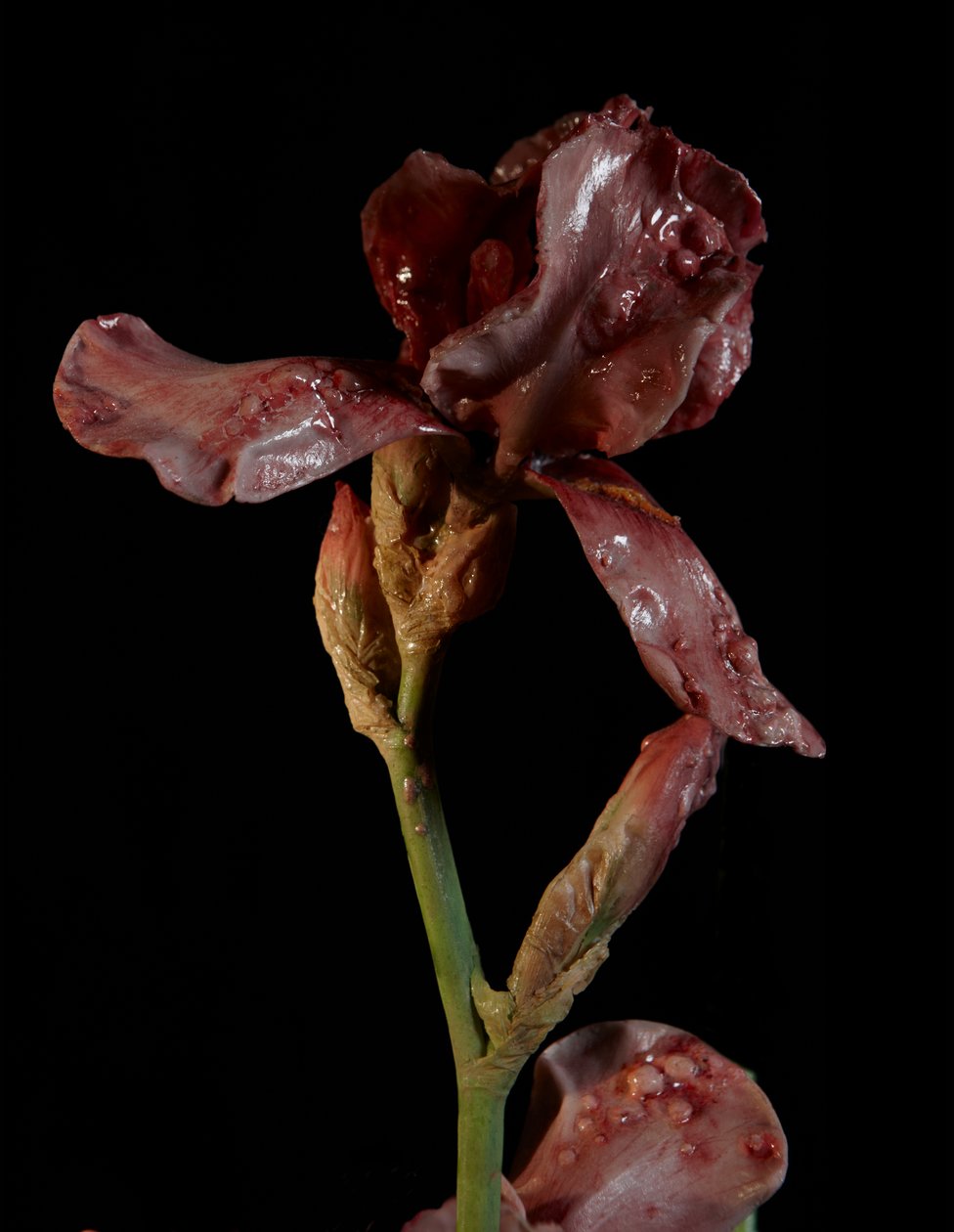 Venale Muze, Viridor, 2012 (Hars, emailverf, hout, glas, staal) door Mat Collishaw