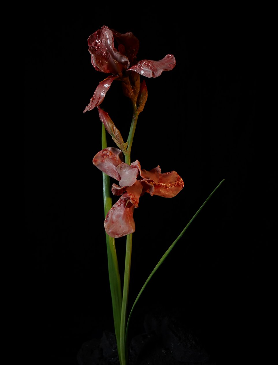 Venale Muze, Viridor, 2012 (Hars, emailverf, hout, glas, staal) door Mat Collishaw