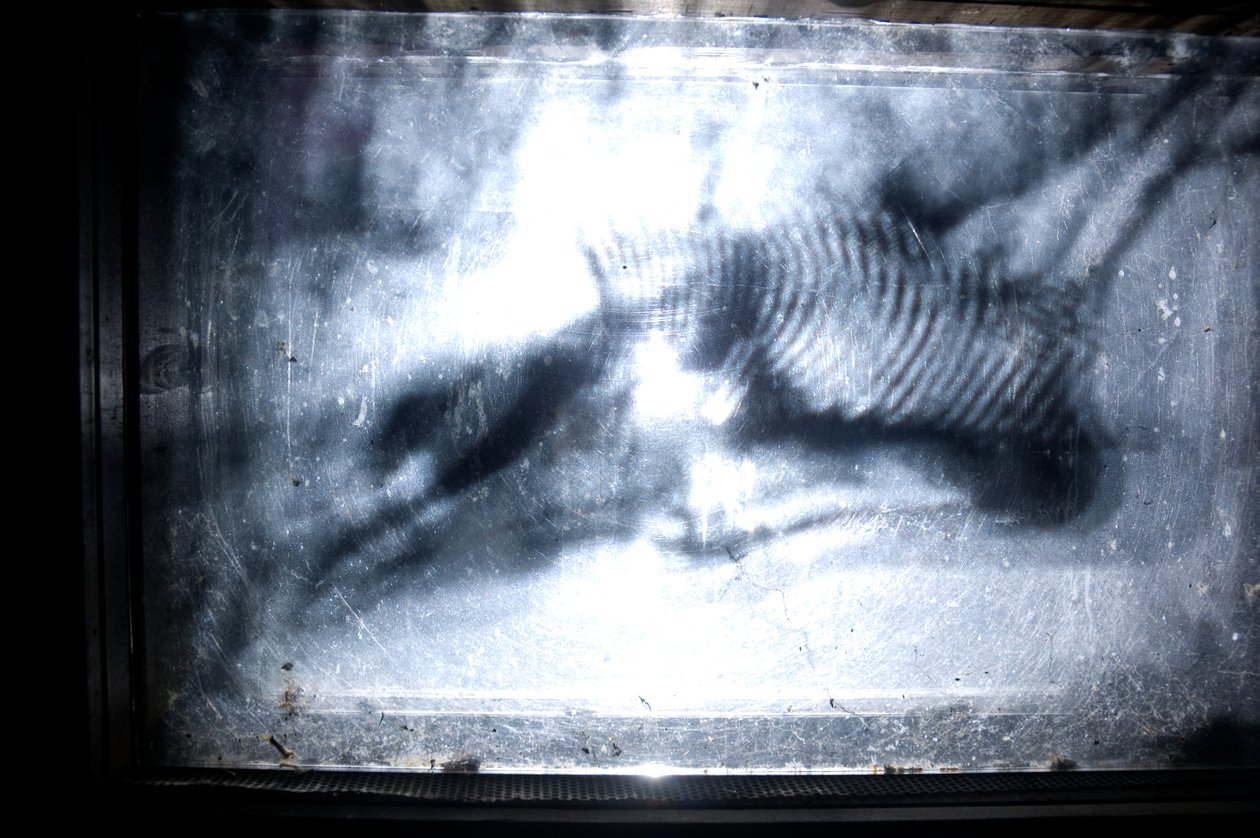 Wormerij, 2009 (Hout, glas, staal, projector en speler) door Mat Collishaw