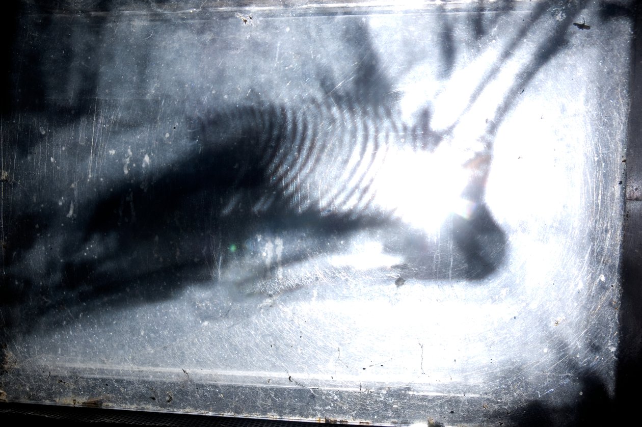 Wormerij, 2009 (Hout, glas, staal, projector en speler) door Mat Collishaw