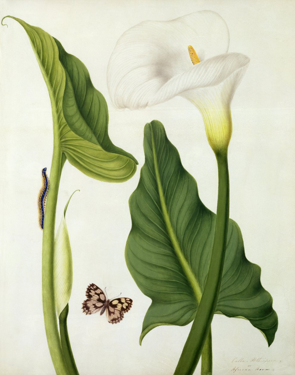 Calla Aethiopica met vlinder en rups door Matilda Conyers