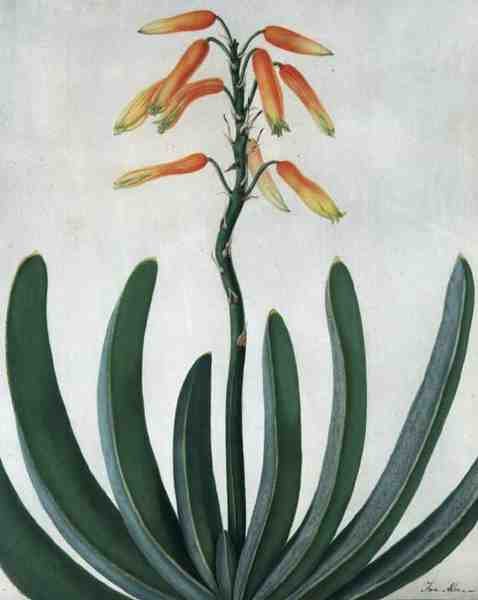 Aloe Striata door Matilda Conyers