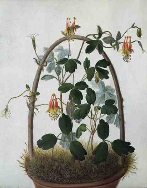 Tropaeolum Tuberosum door Matilda Conyers