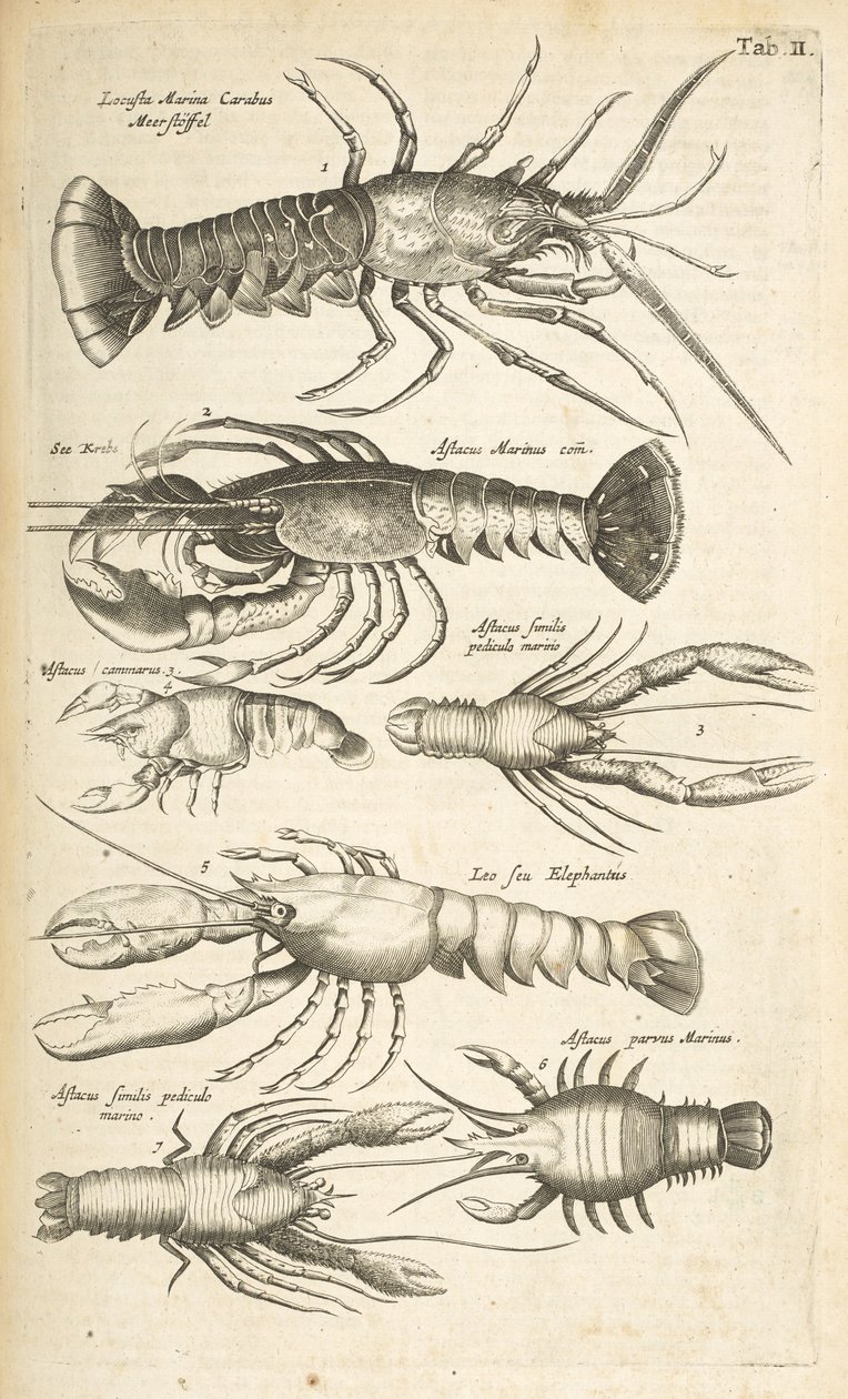 Tab II, Kreeften, Illustratie uit 