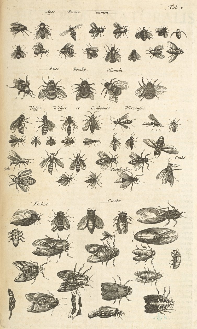 Tab I, Bijen en Wespen, Illustratie uit 