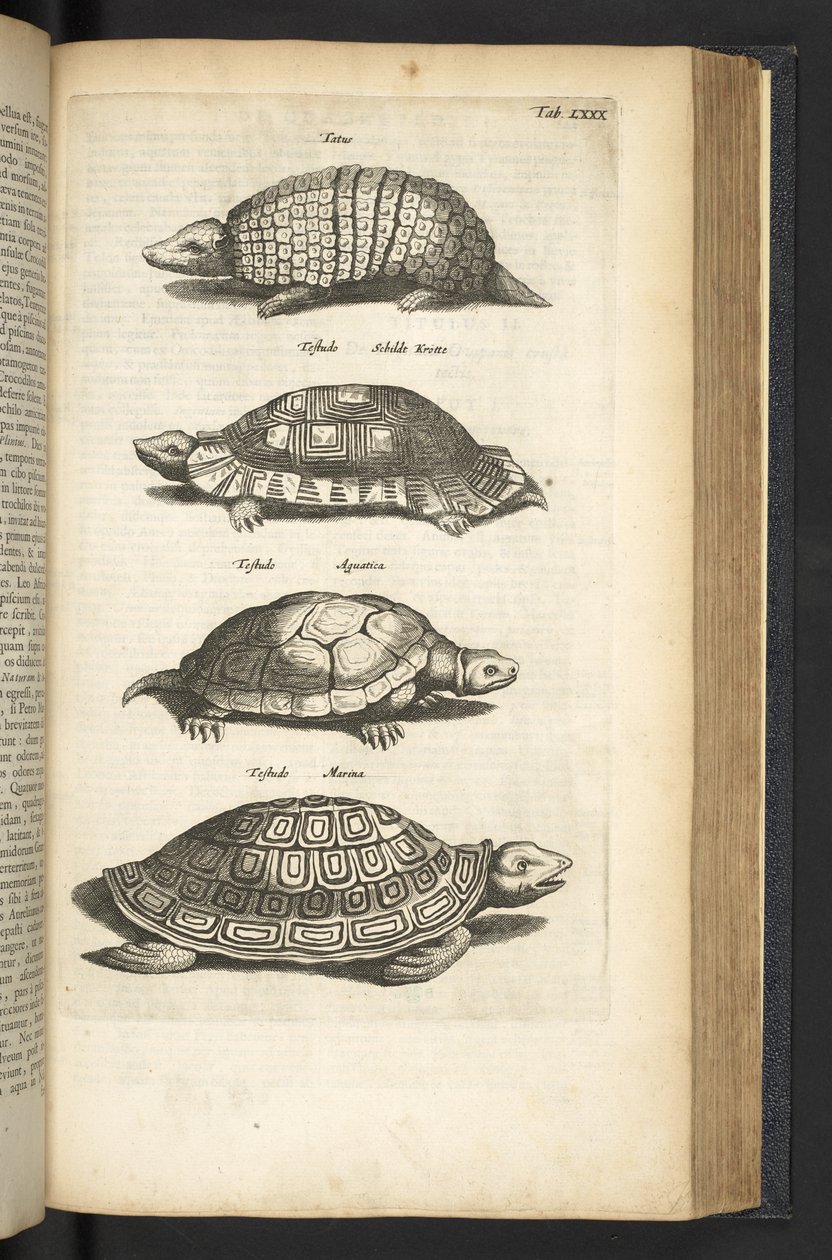 Tab LXXX, Schildpadden, Illustratie uit 