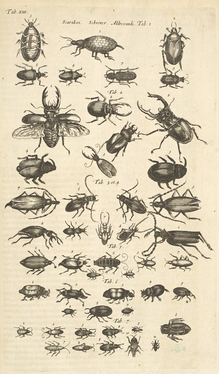 Tab XIII, Kevers, Illustratie uit 