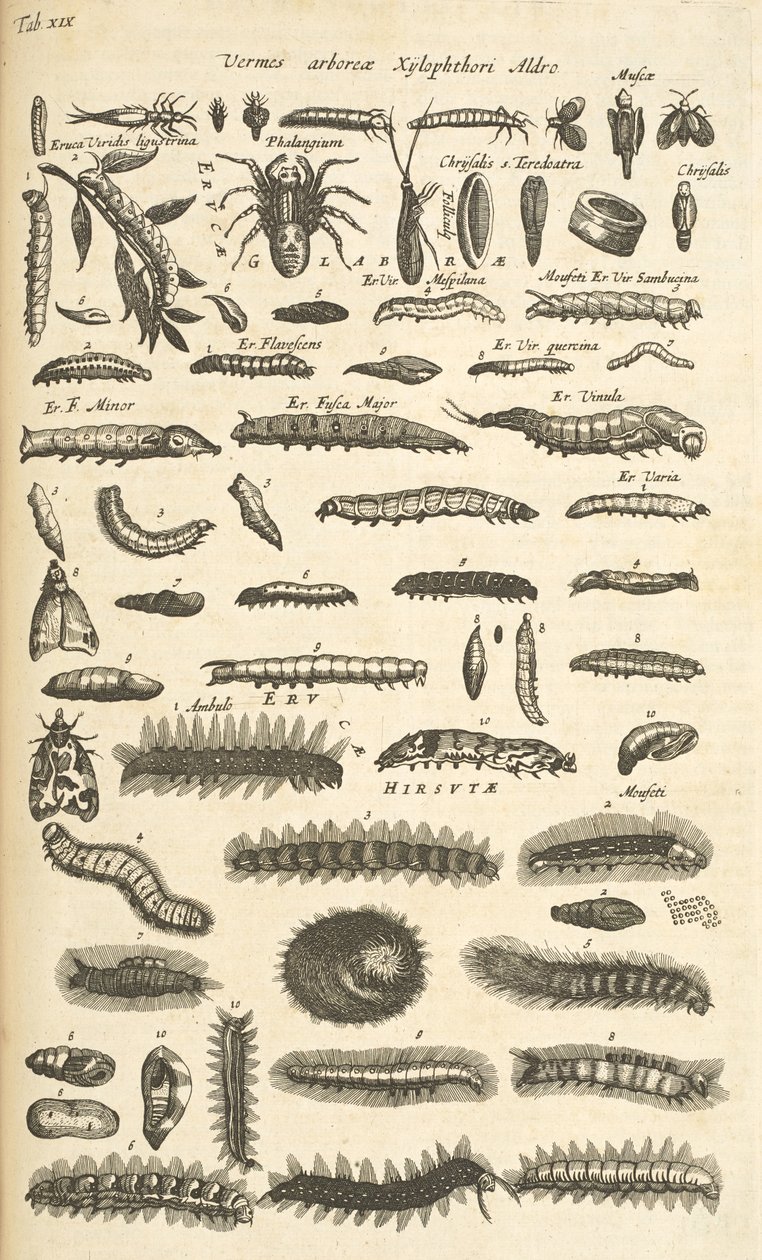 Tab XIX, Rupsen, Illustratie uit 