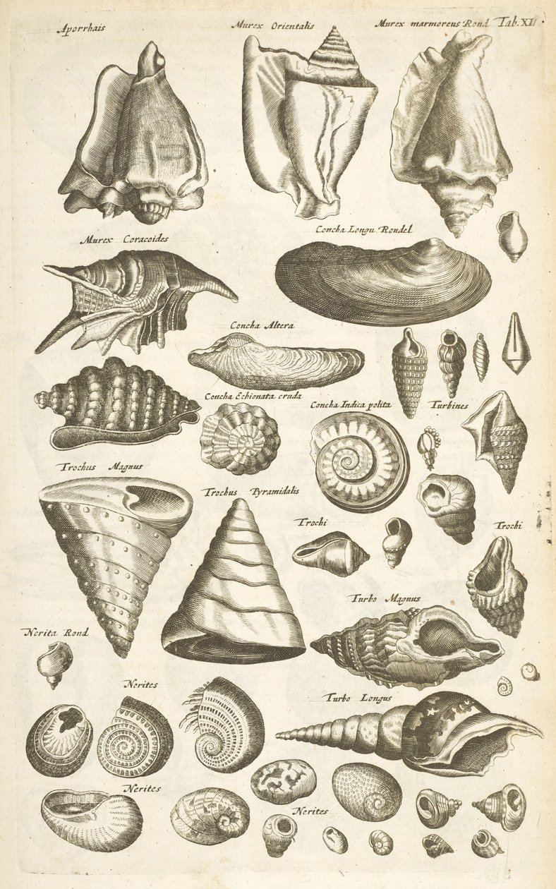 Tab XI, Diverse schelpen, Illustratie uit 