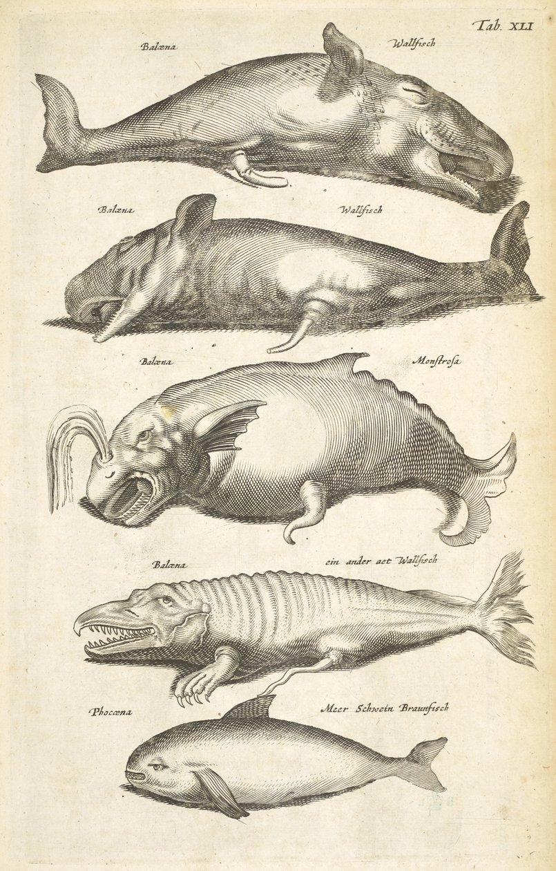 Tab XLI, Walvissen, Illustratie uit 