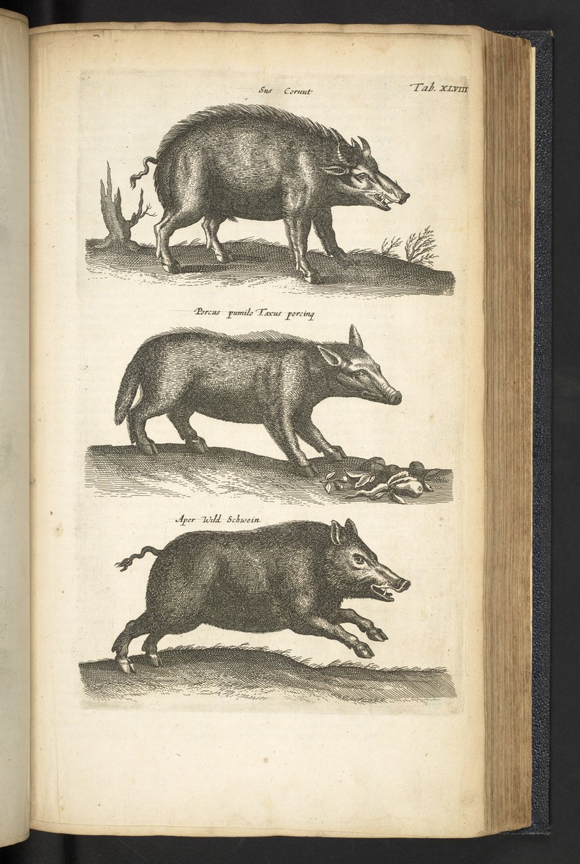 Tab XLVIII, Wild Zwijn, Illustratie uit 