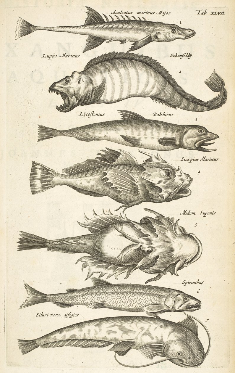Tab XLVII, Vissoorten, Illustratie uit 