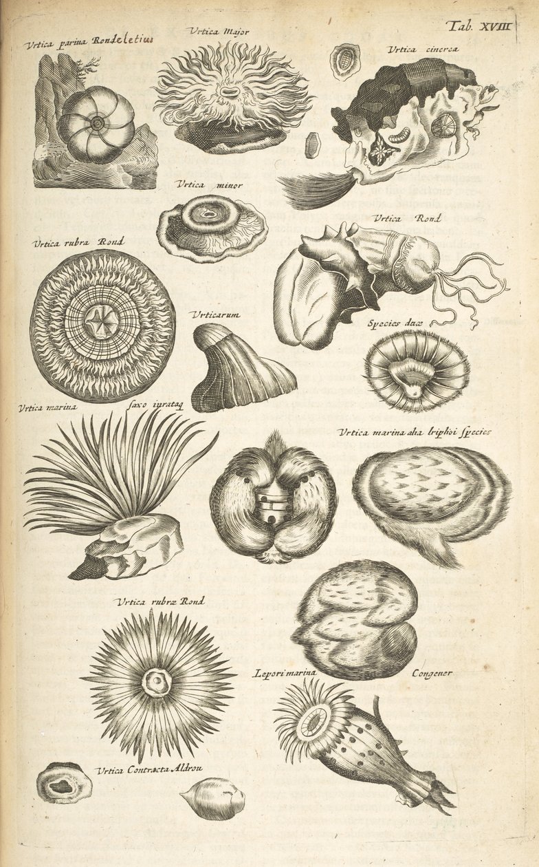 Tab XVIII, Zeedieren, Illustratie uit 