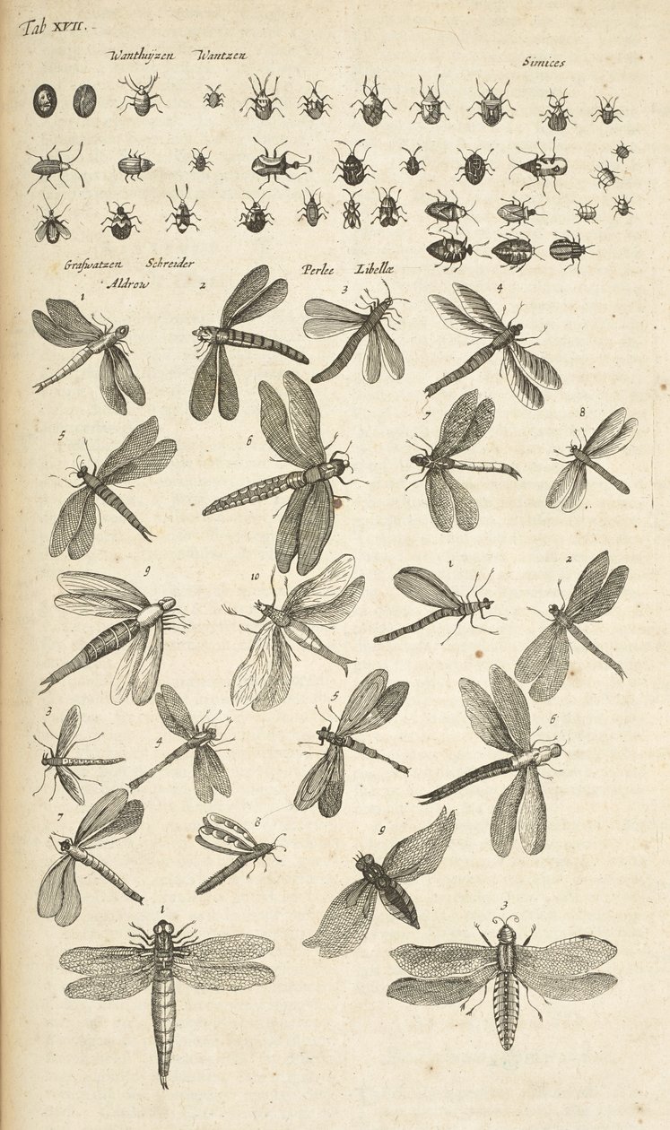 Tab XVII, Libellen, Illustratie uit 