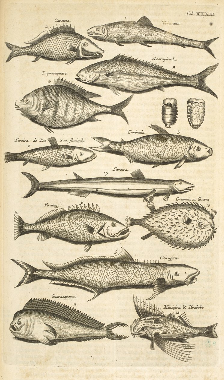 Tab. XXXIII, Stekelige vis, Illustratie uit 