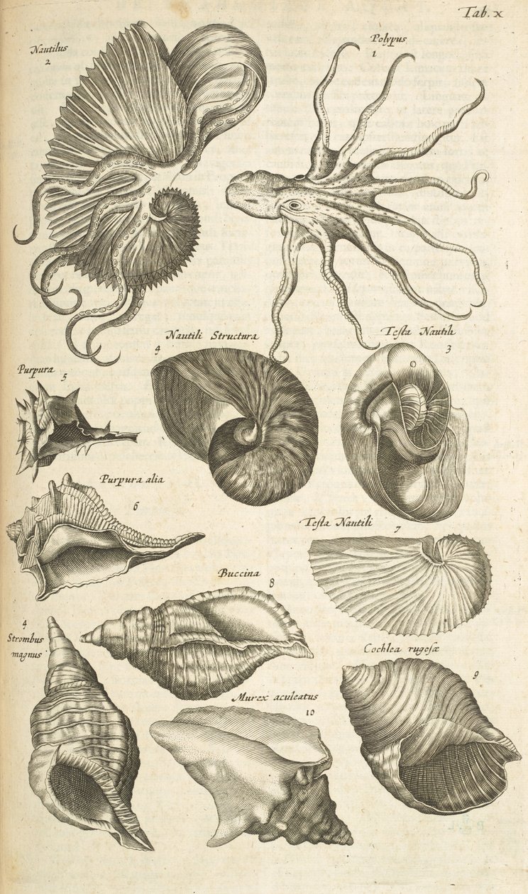 Tab X, Octopus en Nautilus schelpen, Illustratie uit 