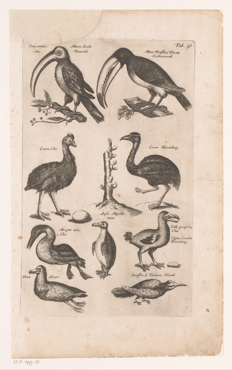 Toekans en andere vogels door Matthaus Merian
