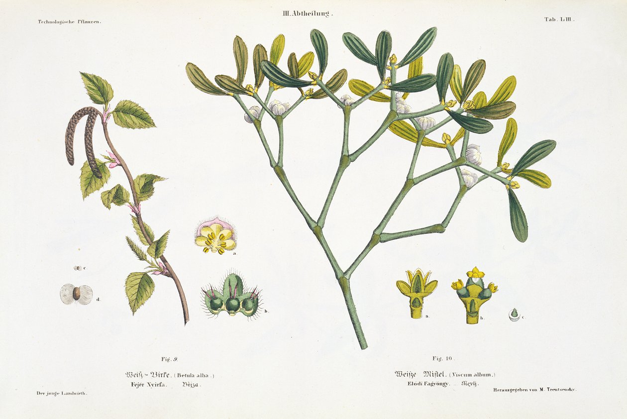 Berk (links) en Maretak (rechts), fig. 9 en 10 uit 