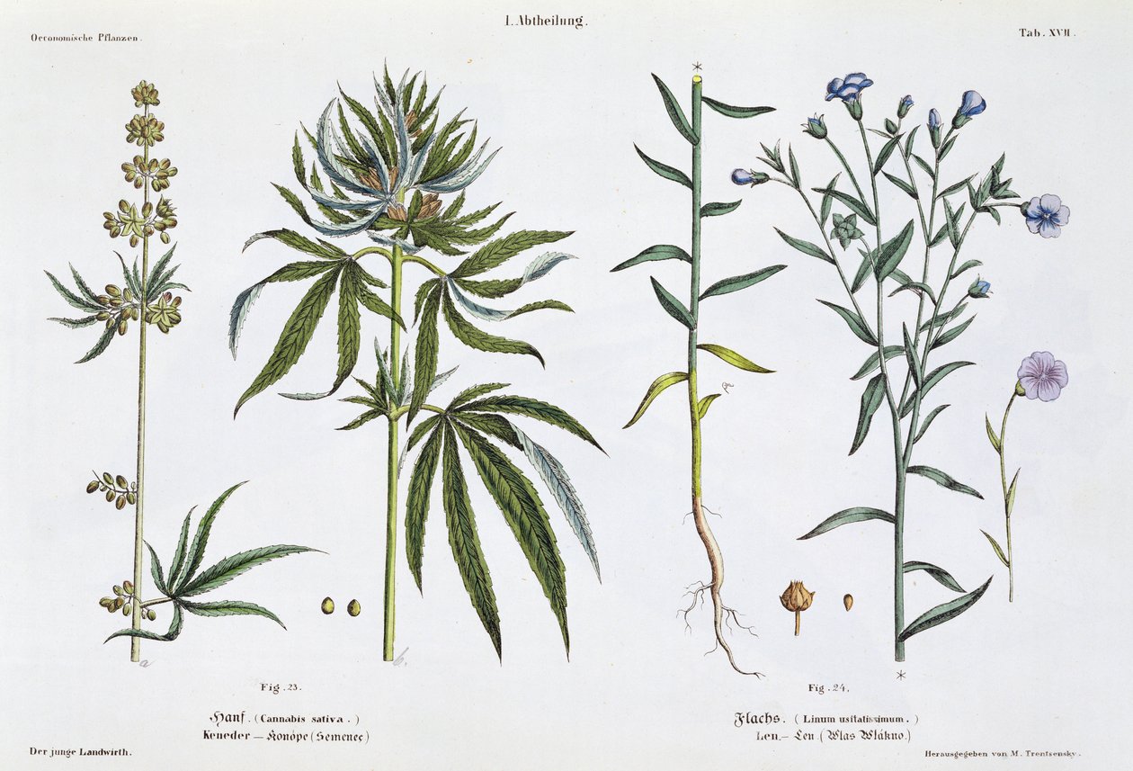 Cannabis en vlas, uit 