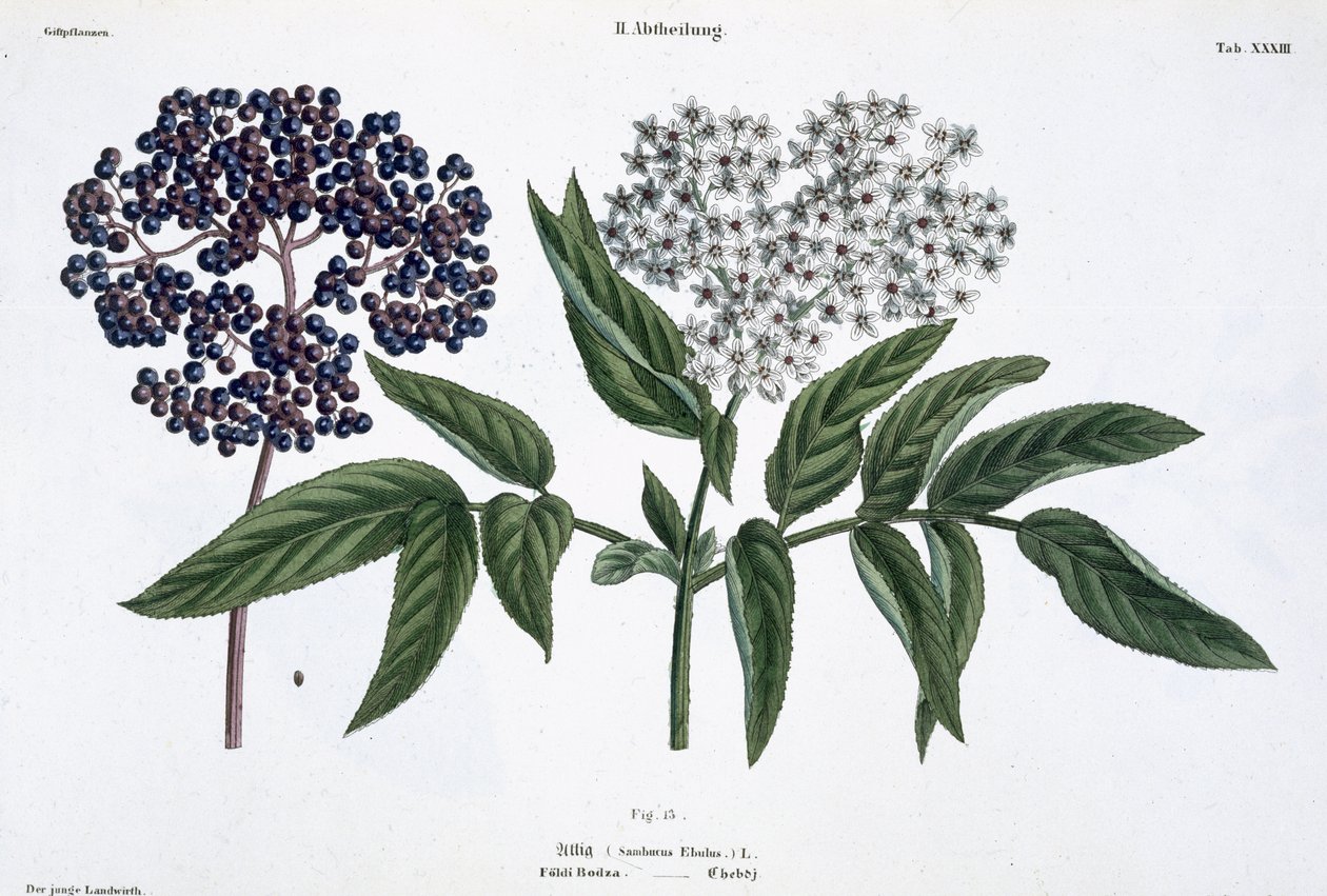 Ouderling, fig. 13 uit 