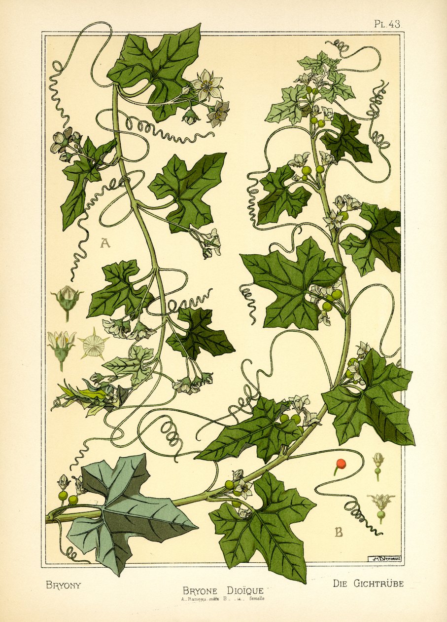 De Bryony door Maurice Pillard Verneuil