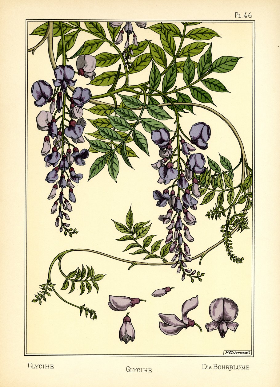 De glycine door Maurice Pillard Verneuil