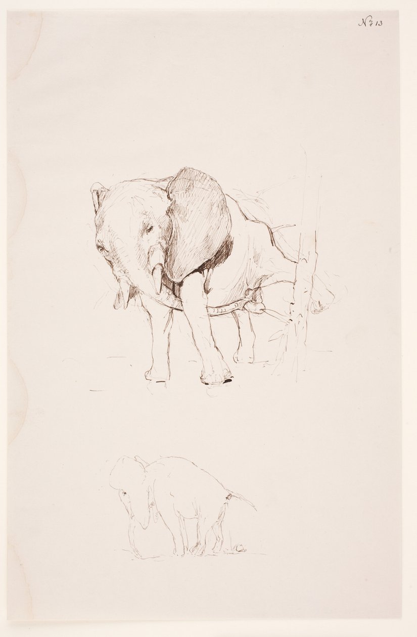 "Weg der Befleckung" - Olifant doet zijn behoefte. 2 studies door Max Klinger