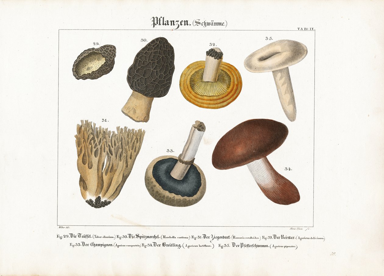 Eetbare en giftige paddenstoelen door Meno Haas