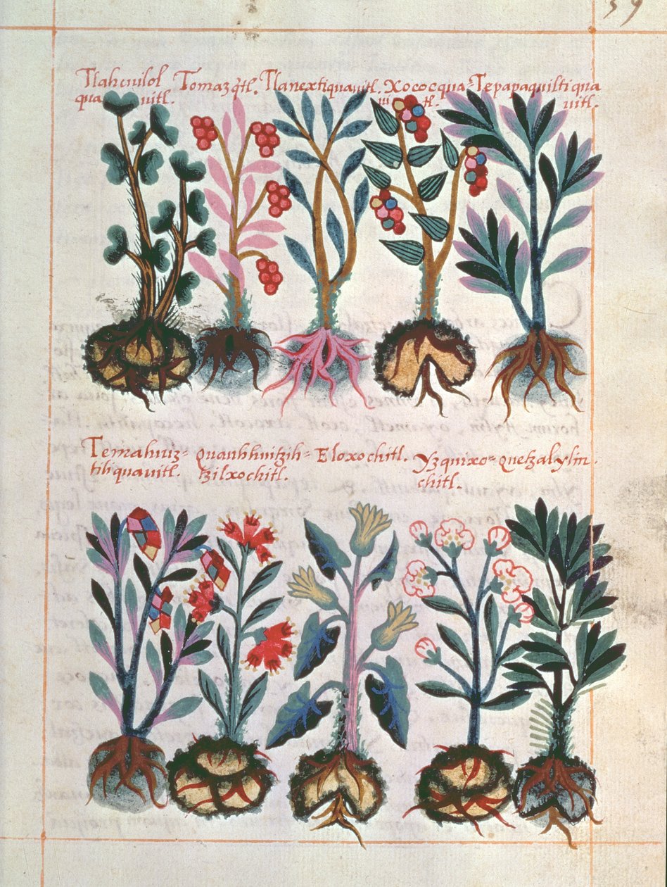 Medicinale Planten door Mexican School