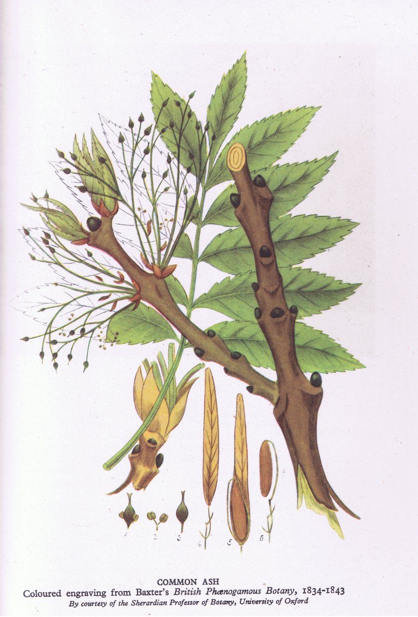 Studie van bomen met een treurwilg, Natuur in Groot-Brittannië gepubliceerd door Collins, 1946 door Michael Rooker