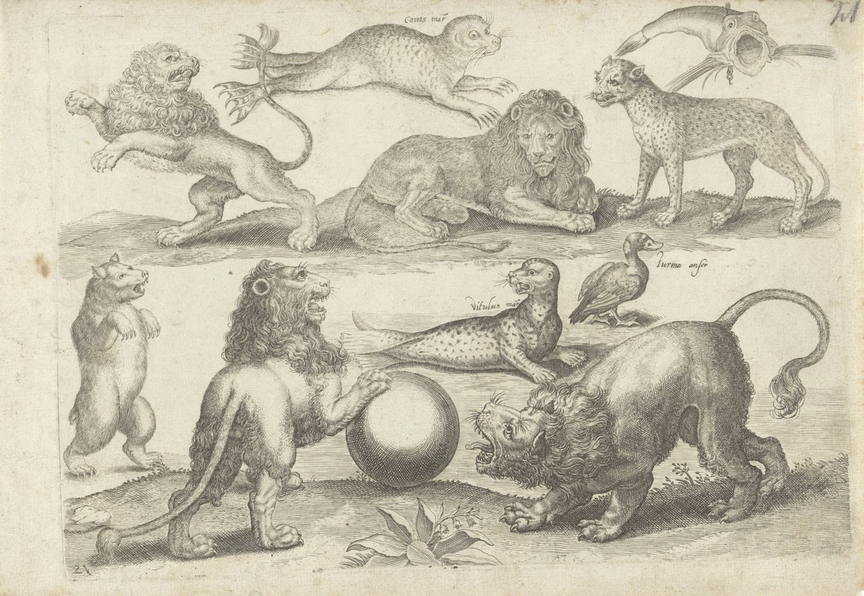 Studieblad met tekenvoorbeelden: diverse dieren door Michael Snijders
