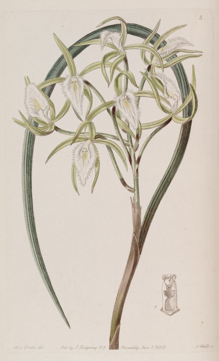 Brassavola martiana door Miss Drake