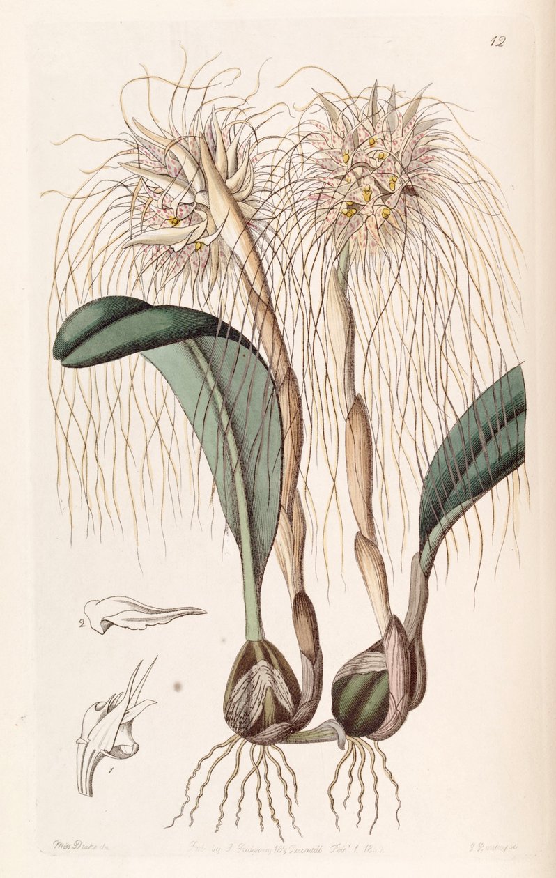 Bulbophyllum medusae (als syn. Cirrhopetalum medusae) door Miss Drake