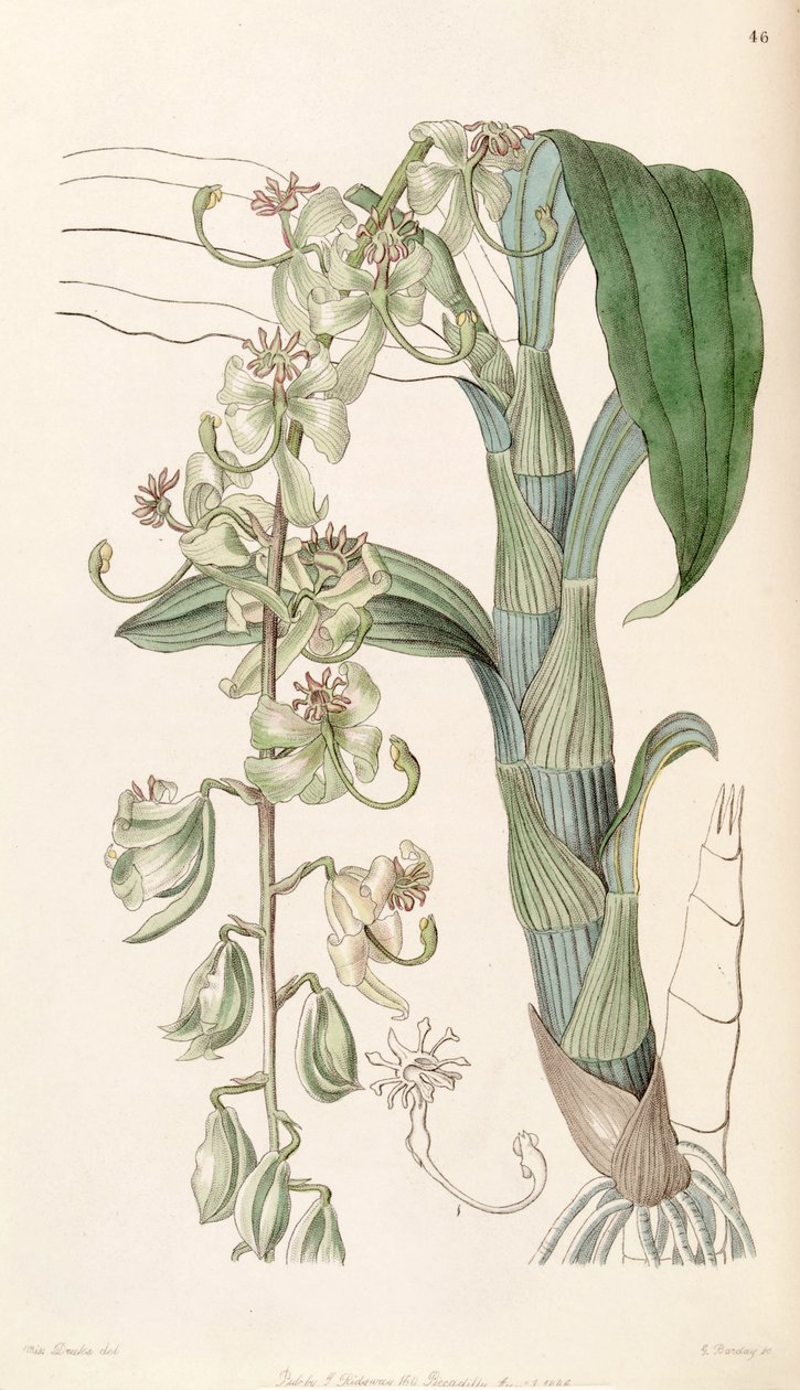 Cycnoches stelliferum (als syn. Cycnoches egertonianum var. viride) door Miss Drake