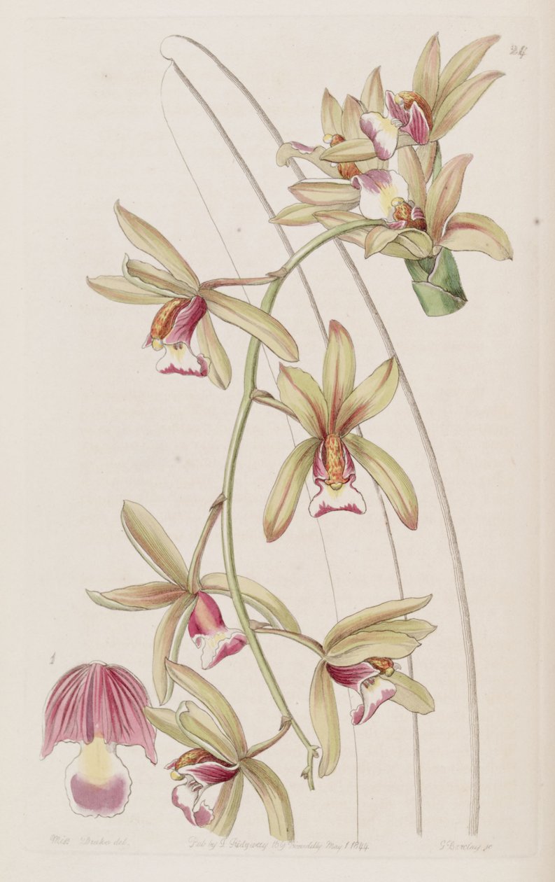 Cymbidium aloifolium door Miss Drake