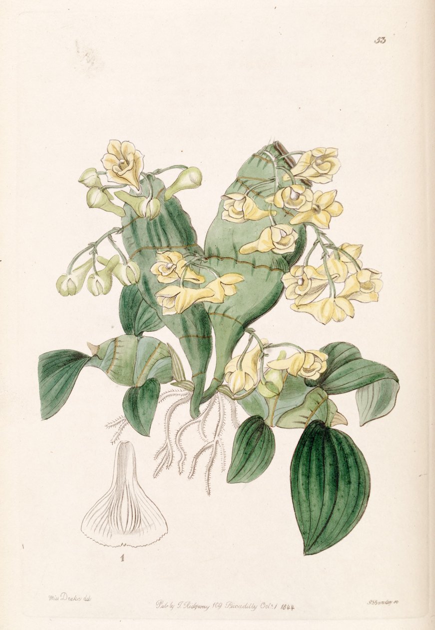 Dendrobium compressum door Miss Drake