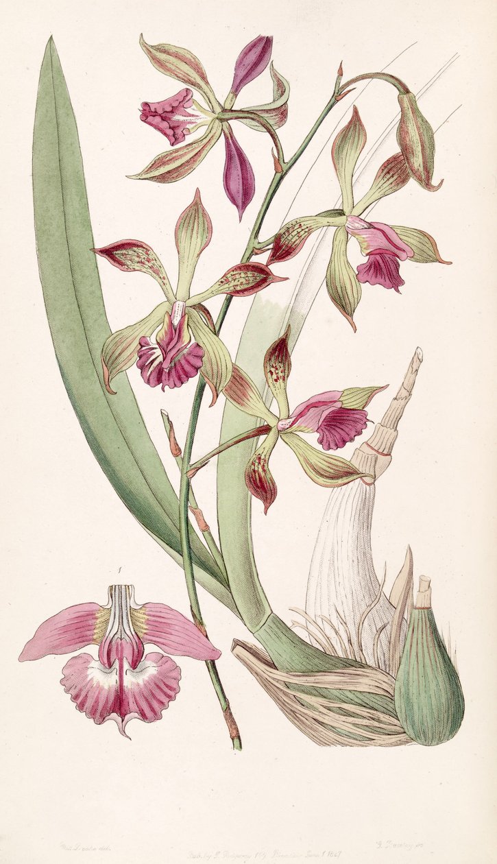 Encyclia plicata door Miss Drake