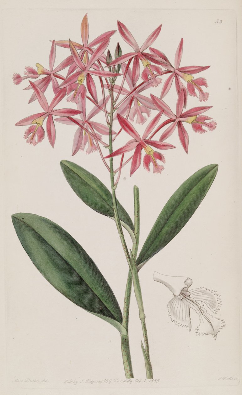 Epidendrum macrocarpum (als syn. Epidendrum schomburgkii) door Miss Drake