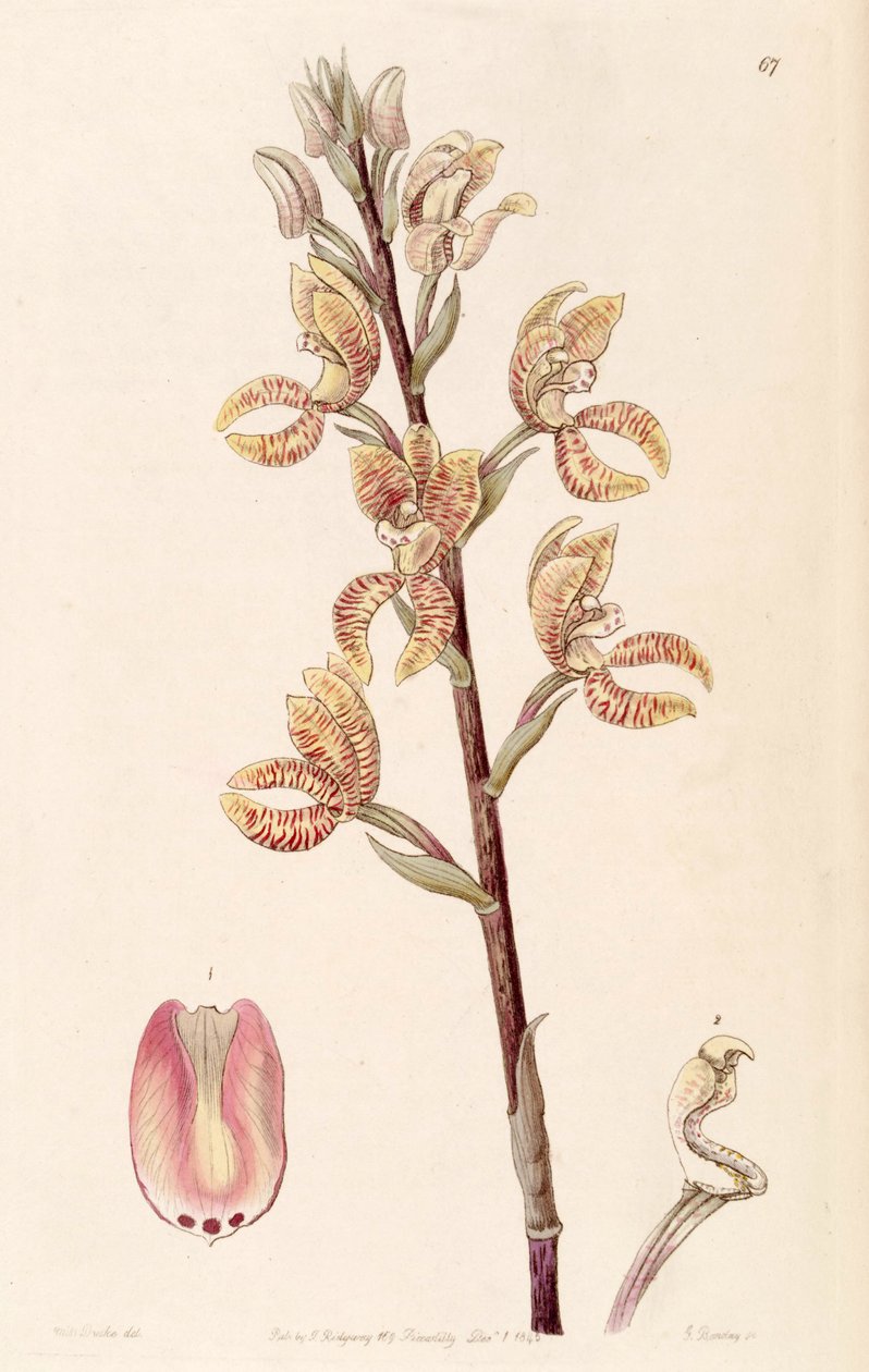 Govenia fasciata door Miss Drake