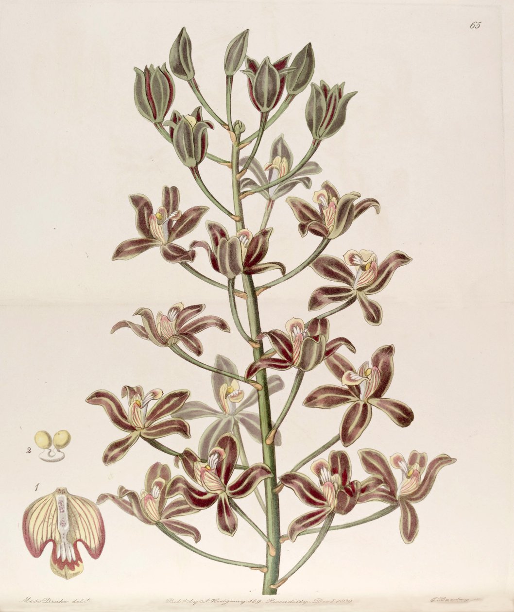 Grammatophyllum multiflorum door Miss Drake