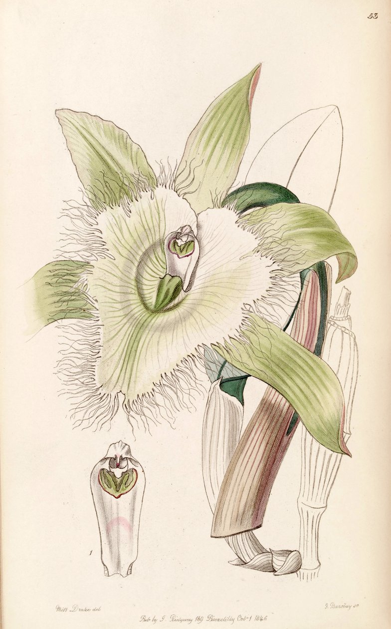 Illustratie van Rhyncholaelia digbyana of Brassavola digbyana door Miss Drake