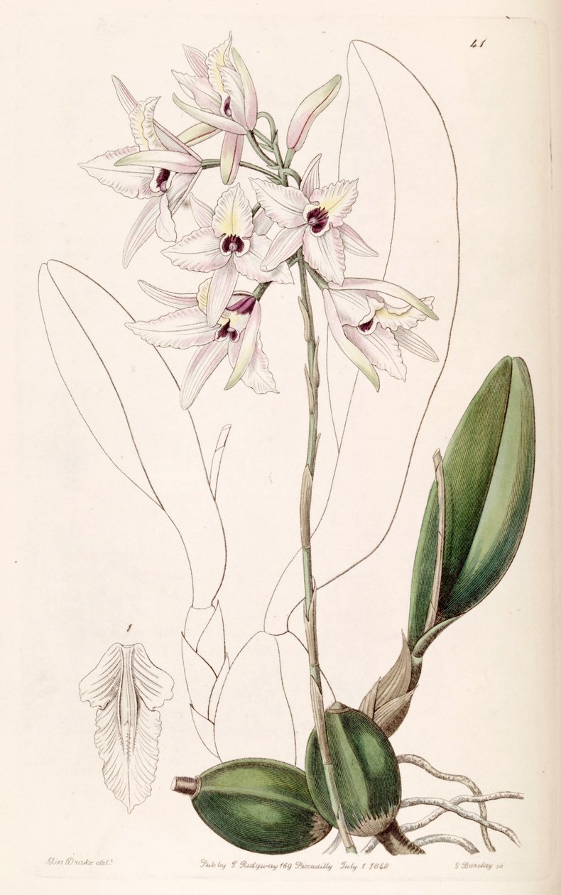 Laelia rubescens door Miss Drake