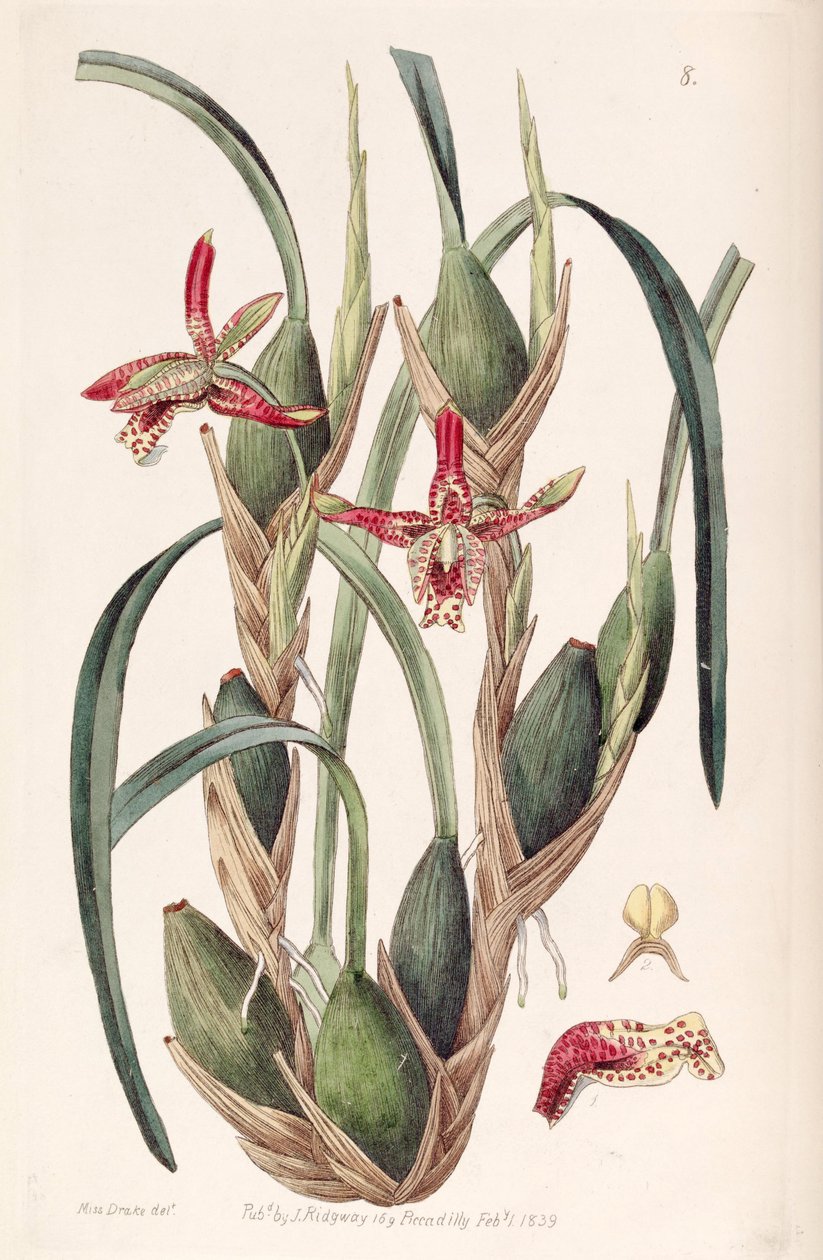 Maxillaria tenuifolia of Maxillariella tenuifolia door Miss Drake