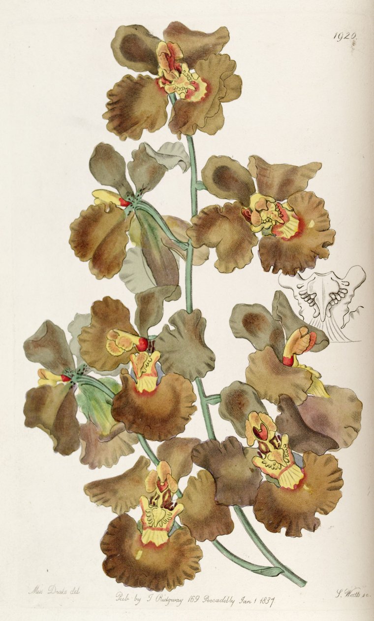 Oncidium crispum door Miss Drake